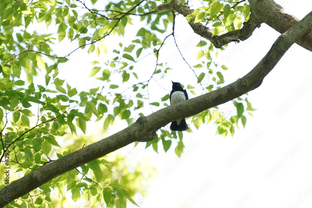 blue and white flycatcher on the branch blue and white flycatcher on the branch