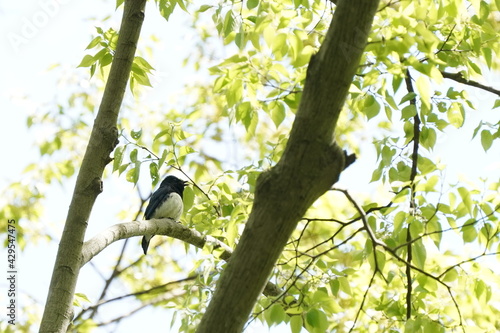 blue and white flycatcher on the branch © Matthewadobe