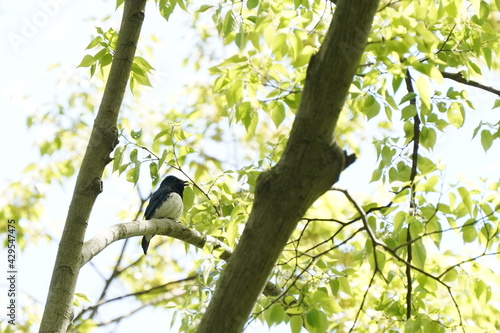 blue and white flycatcher on the branch