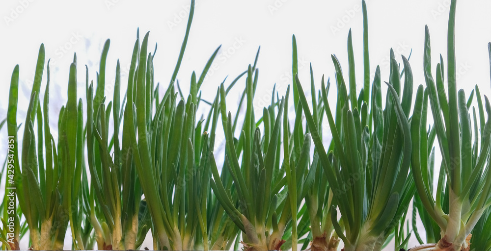 Obraz premium natural background of green onion feathers,