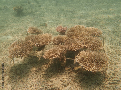 Coral transplant at coral nursery area in Marine park photo