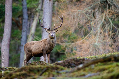 Red deer stag walking amongst the pine trees in Scotland