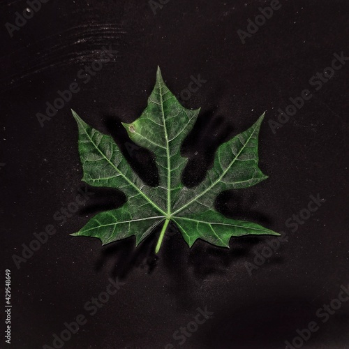 cassava leaves on black background