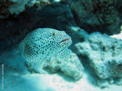 Beautiful coral reef fish, underwater wildlife, ocean nature