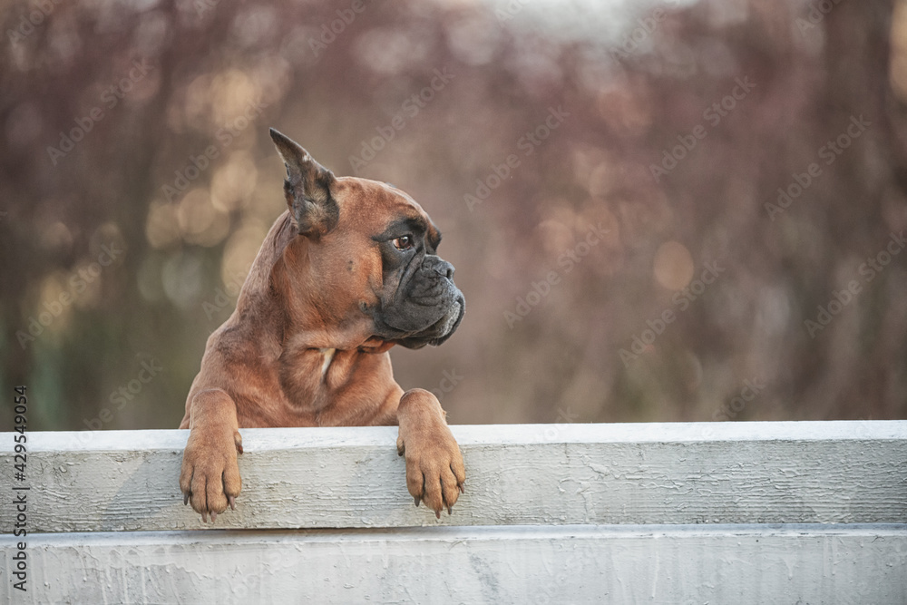german boxer dog sits on a park bench on a spring day