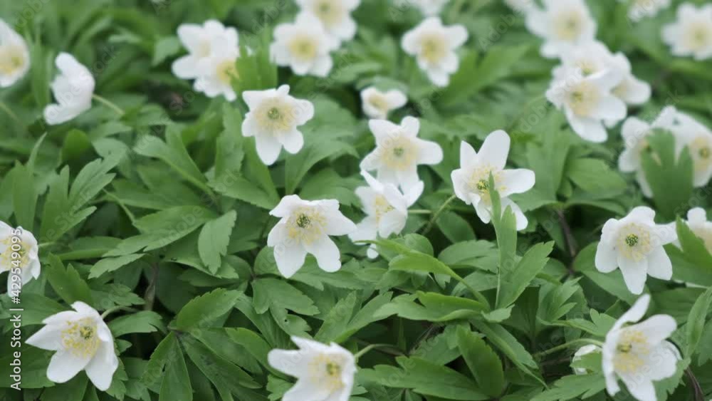 small white flowers closeup by windy weather in springtime
small white flowers closeup by windy weather in springtime