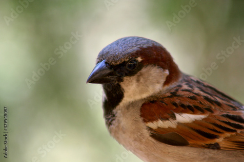 sparrow close-up head side view