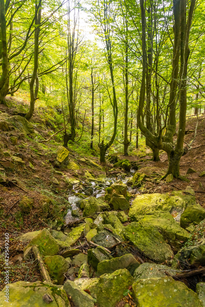 Fototapeta premium The river in the beech forest on the path up Mount Adarra in the town of Urnieta near San Sebastian, Gipuzkoa. Basque Country