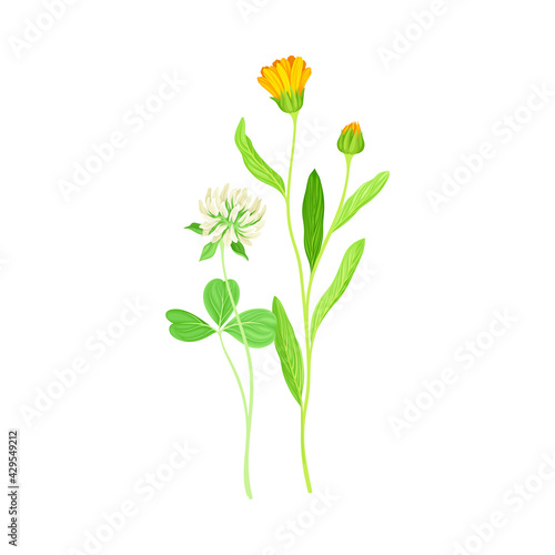 Closed Bud of Calendula Plant with Orange Flower Head and Clover on Stem as Meadow Herb Vector Illustration