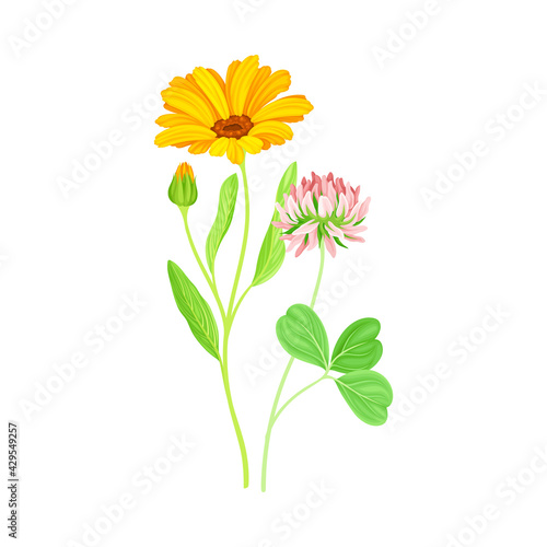Calendula Plant with Orange Flower Head and Clover on Stem as Meadow Herb Vector Illustration
