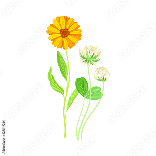 Calendula Plant with Orange Flower Head and Clover on Stem as Meadow Herb Vector Illustration