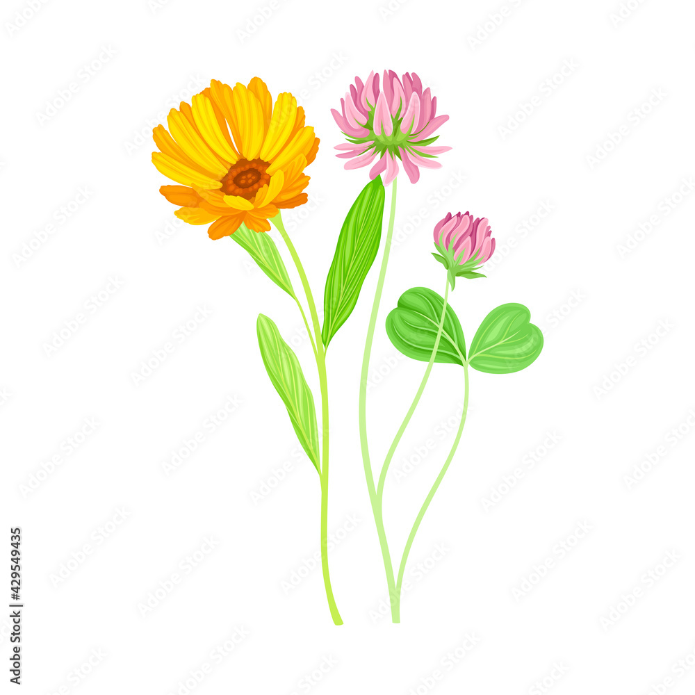 Orange Flower of Calendula Plant and Clover on Thin Stem as Meadow Herb Vector Illustration Orange Flower of Calendula Plant and Clover on Thin Stem as Meadow Herb Vector Illustration