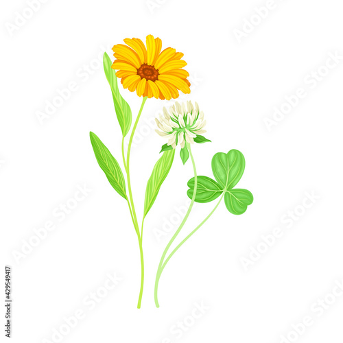 Calendula Plant with Orange Flower Head and Clover on Stem as Meadow Herb Vector Illustration