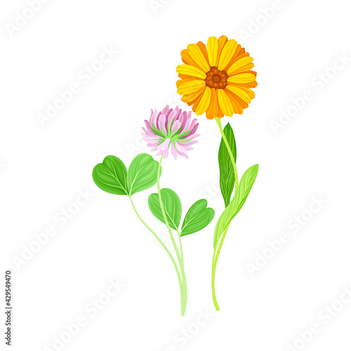 Orange Flower of Calendula Plant and Clover on Thin Stem as Meadow Herb Vector Illustration