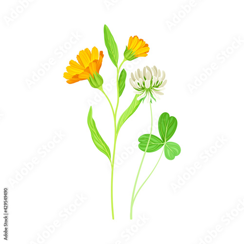 Orange Flower of Calendula Plant and Clover on Thin Stem as Meadow Herb Vector Illustration