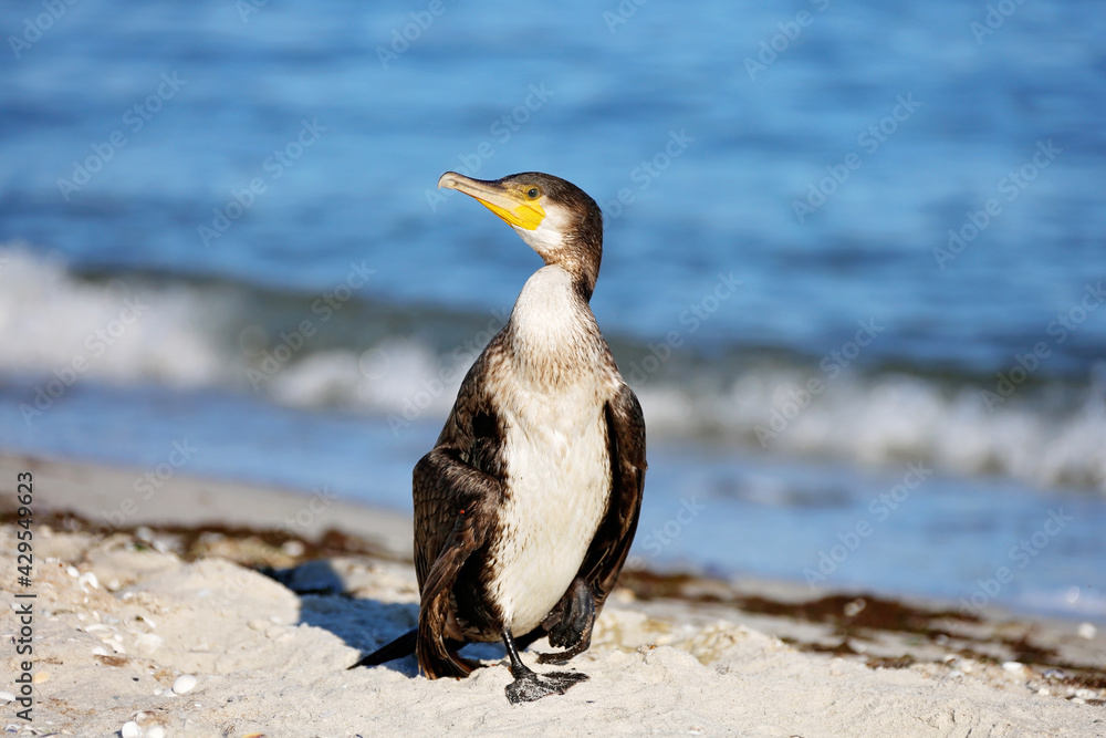 Naklejka premium Great black cormorant, Phalacrocorax carb, dry feathers on the sea beach. Close-up.