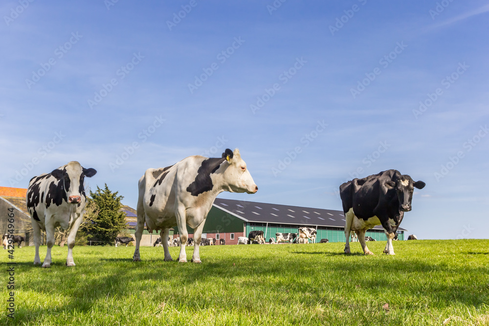 Dutch holstein cows at a farm in Gaasterland