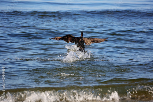 Great black cormorant ,Phalacrocorax carb, hunts for fish in the sea. Defocus