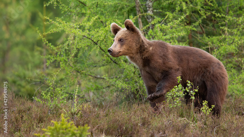 Young brown bear walking in forest in summer nature