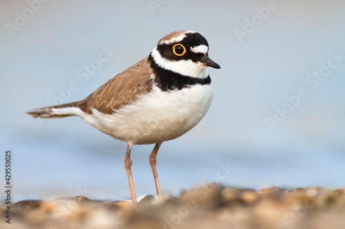 Little ringed plover standing on riverbank in spring