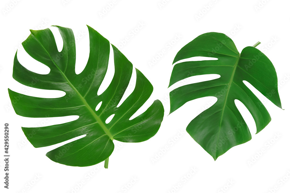 Fototapeta Monster leaves or swiss cheese plant isolated on white background. 