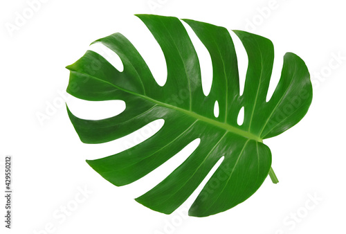 Tropical Jungle Leaf, Monster leaves or swiss cheese plant isolated on white background with clipping path.