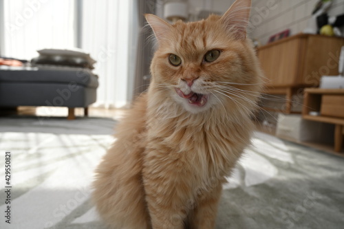 舌を出す猫（マンチカン）