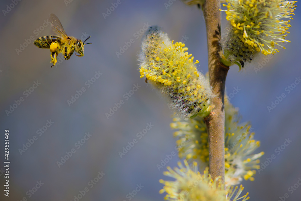 the bee is flying, bee collects pollen. willow branch with yellow spring flowers. delicate willow flowers in spring. Active work of bees to collect pollen. lot of pollen and nectar. close-up the bee is flying, bee collects pollen. willow branch with yellow spring flowers. delicate willow flowers in spring. Active work of bees to collect pollen. lot of pollen and nectar. close-up