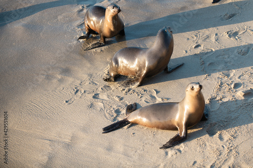 фотографія Cape fur seals. Wildlife concept with sea lion.