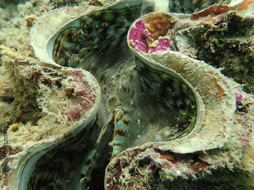 Coral transplant at coral nursery area in Marine park photo