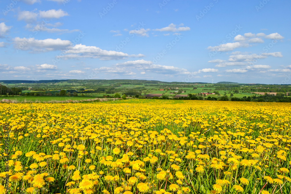 Blooming dandelion field in a beautiful landscape view