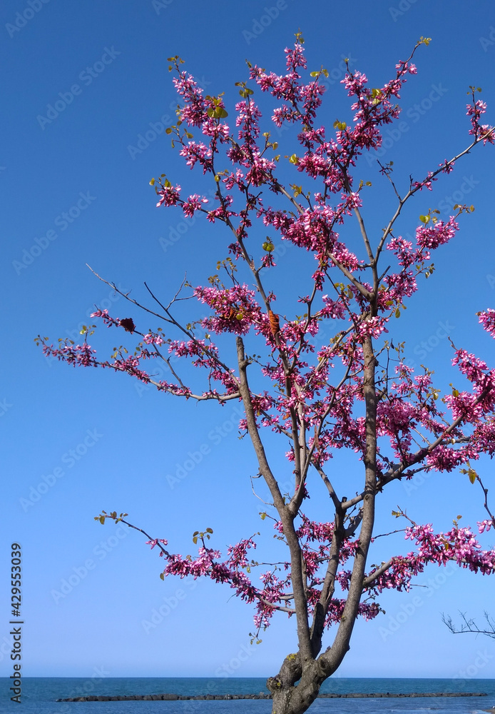 Purple flowers blossom in spring, judas tree Purple flowers blossom in spring, judas tree
