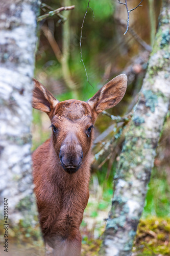 Curious newborn moose calf between two tree trunks