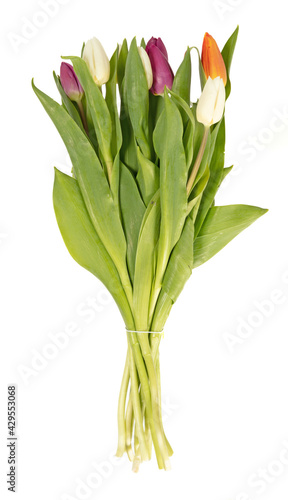 Bunch of tulips isolated