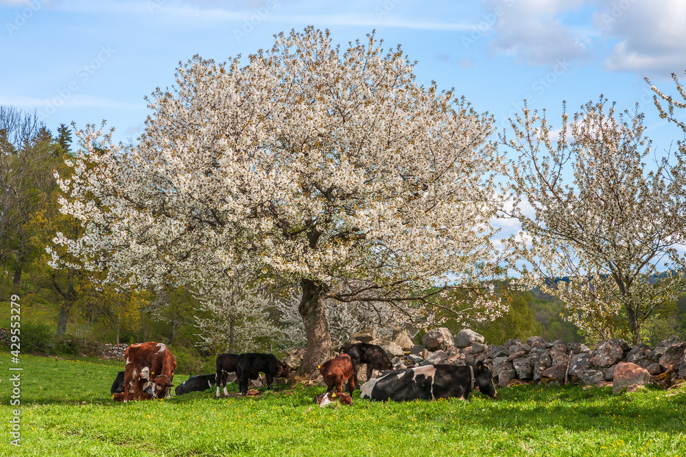Cows with calves by a flowering cherry tree on a meadow foto de Stock