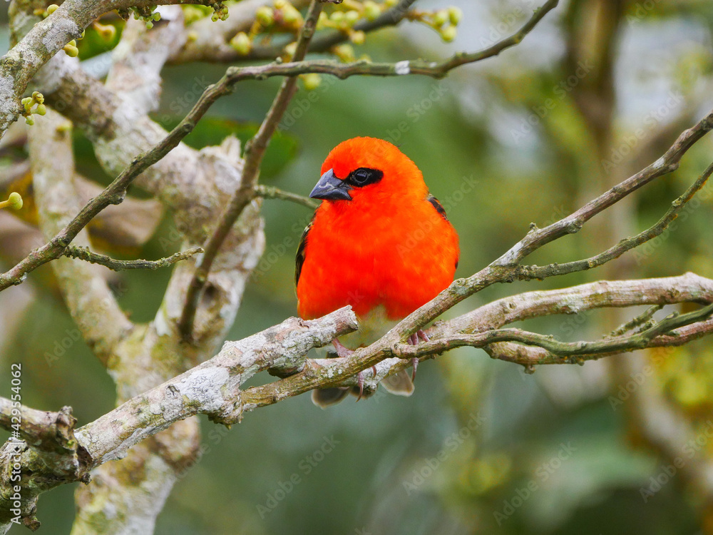 Red Fody Cardinal bird perching in natural environment Red Fody Cardinal bird perching in natural environment