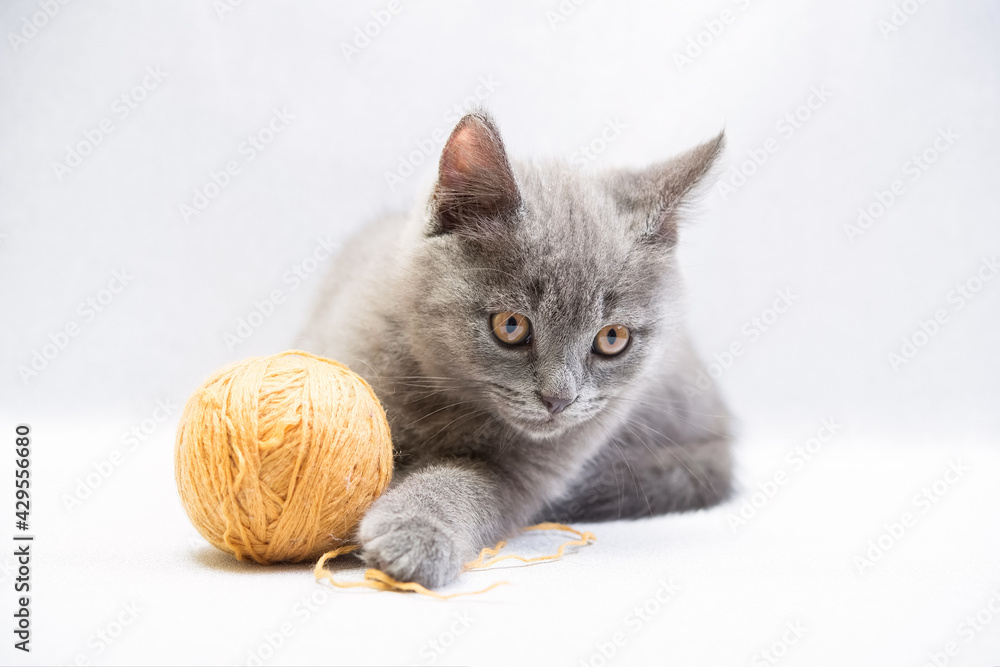 Obraz premium cute gray domestic young kitten play with ball of thread
