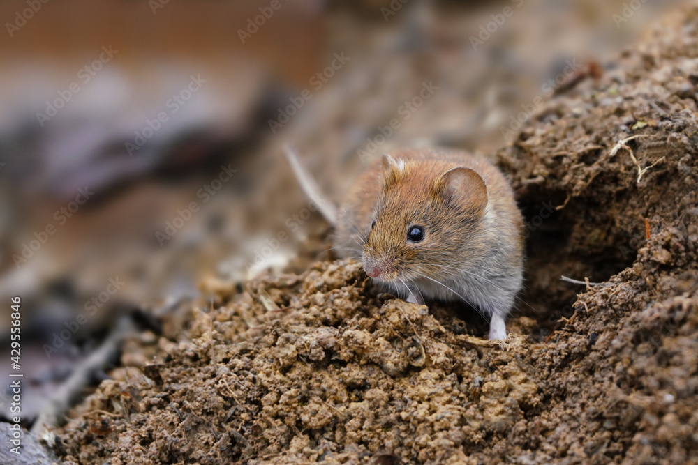 bank vole sitting by your burrow. Myodes glareolus. Bank vole in the nature habitat. bank vole sitting by your burrow. Myodes glareolus. Bank vole in the nature habitat.