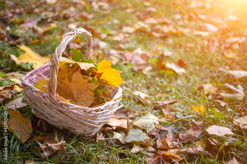 a basket with yellow autumn maple leaves stands on the angry grass in the sun. copy space  close up.