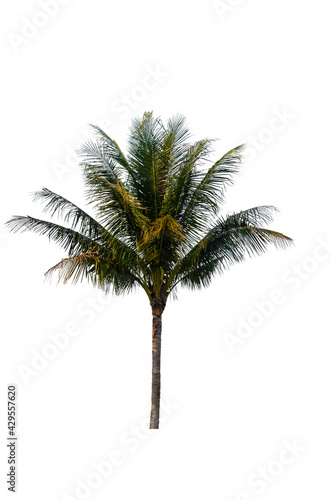 Coconut tree on white background, tropical trees isolated used for design with clipping path