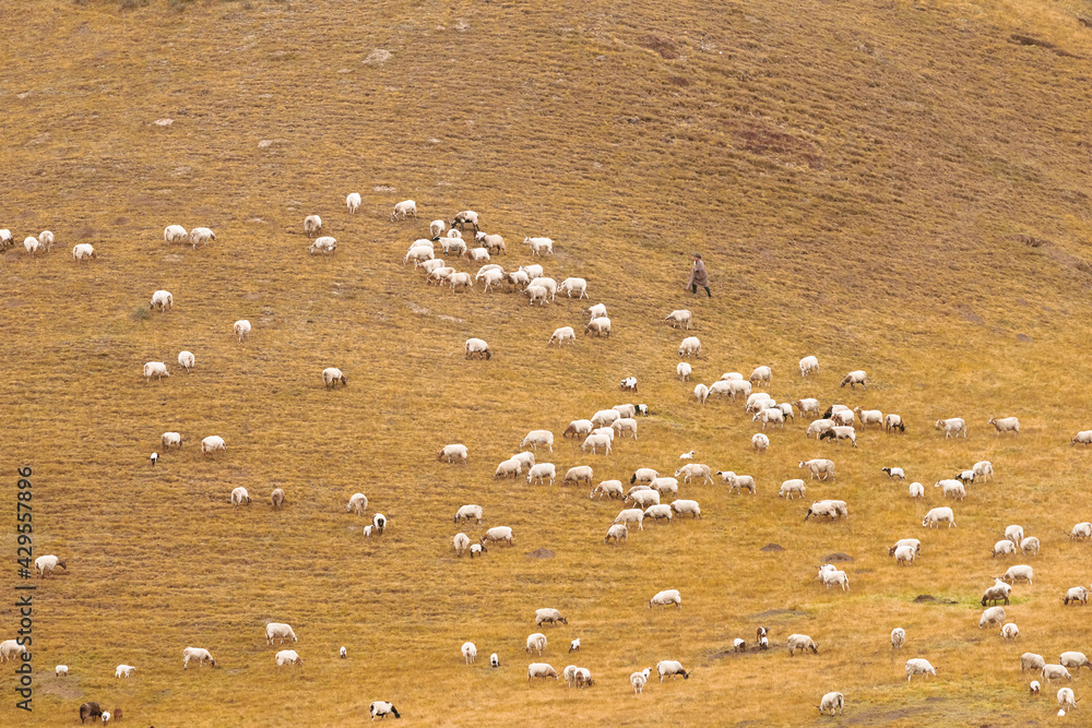 Cattle, sheep and Tibetans grazing in the autumn grasslands of northwest China Cattle, sheep and Tibetans grazing in the autumn grasslands of northwest China