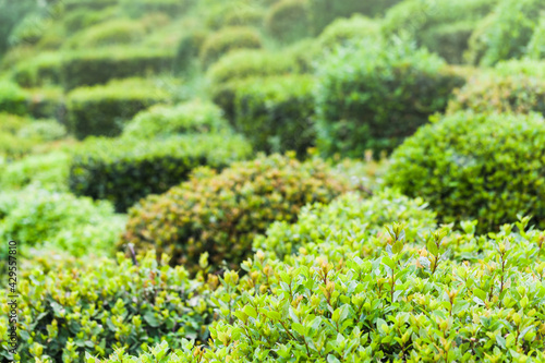 Buxus. Decorative green plants in a garden photo