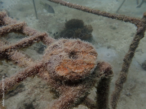 Coral transplant at coral nursery area in Marine park photo