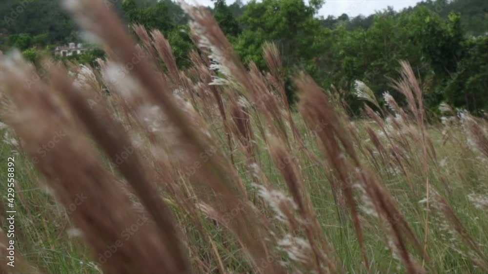 Wheat fluttering with the wind, in the middle of Cuban nature Wheat fluttering with the wind, in the middle of Cuban nature