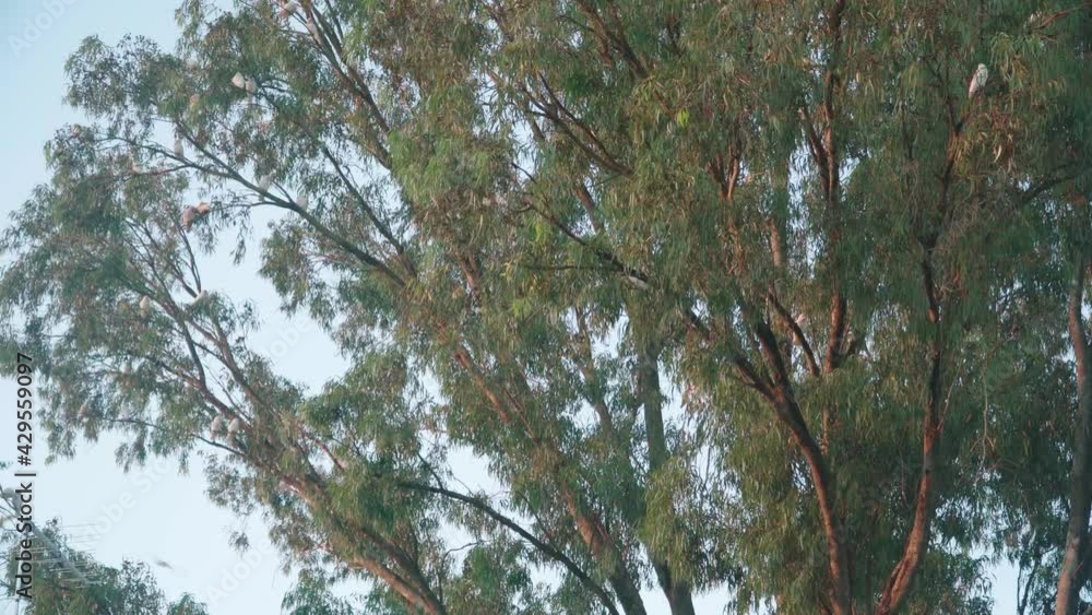 A flock of corellas in a big eucalyptus tree in Western Australia during sunset. A flock of corellas in a big eucalyptus tree in Western Australia during sunset.