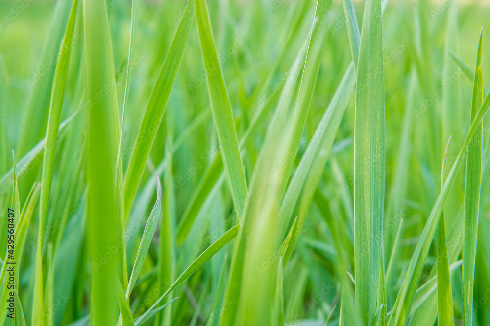 Fresh green grass for the whole frame. Selective focus Fresh green grass for the whole frame. Selective focus