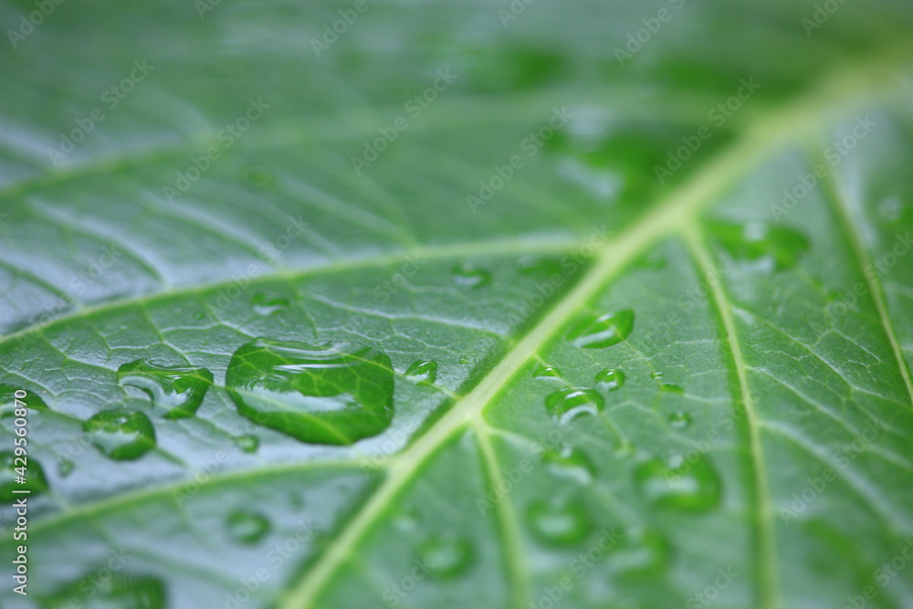 アジサイの葉っぱに雨のしずくが乗っかる アジサイの葉っぱに雨のしずくが乗っかる