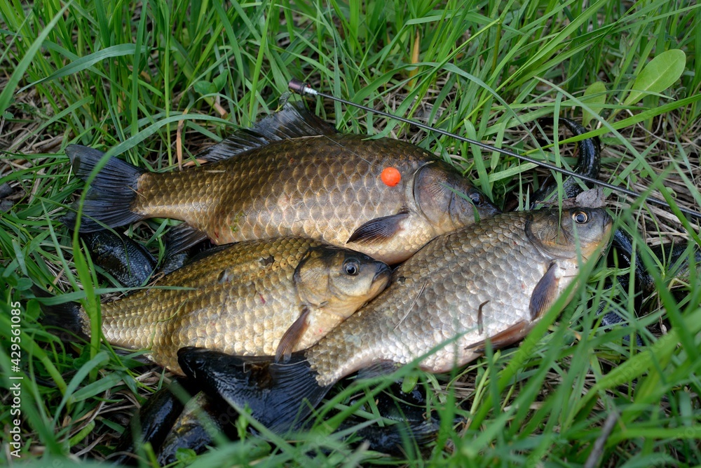 Summer fishing for carp on the lake
Summer fishing for carp on the lake