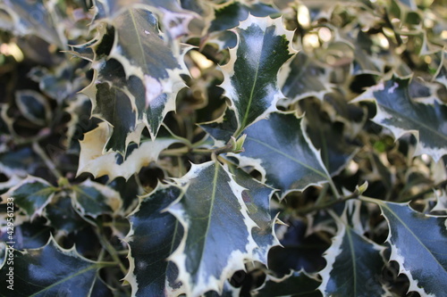 False holly, Osmanthus heterophyllus striking variegated foliage