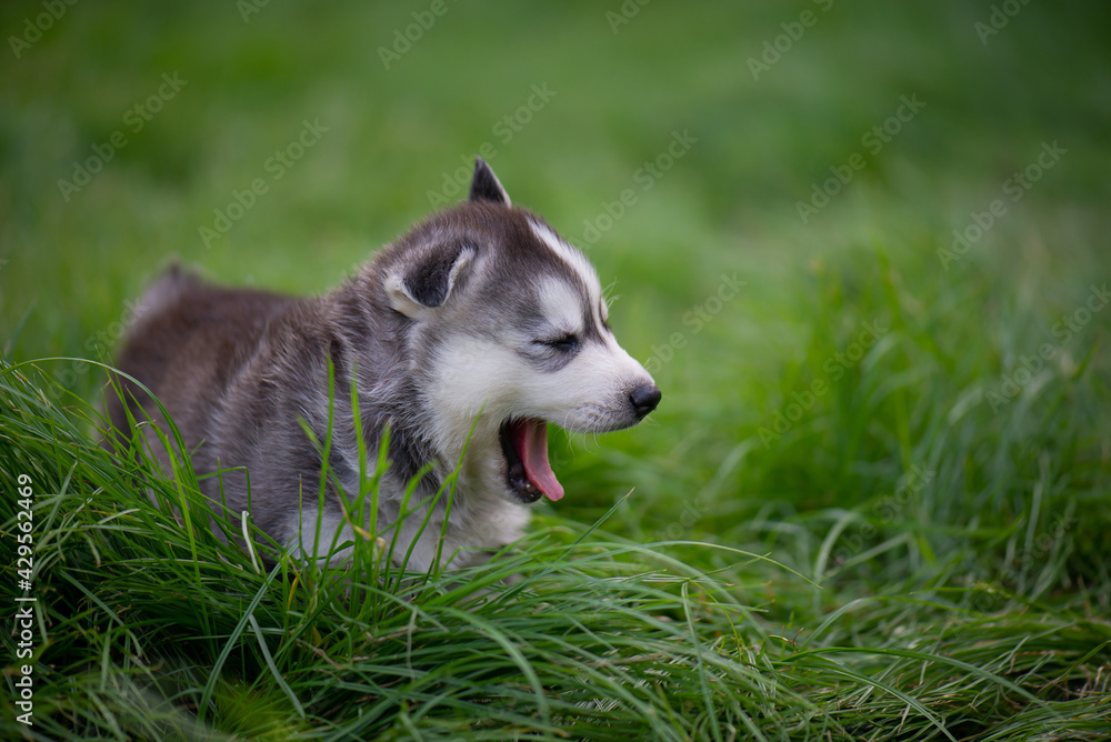 Cute Siberian Husky Puppy Sitting And Yawns Cute Siberian Husky Puppy Sitting And Yawns